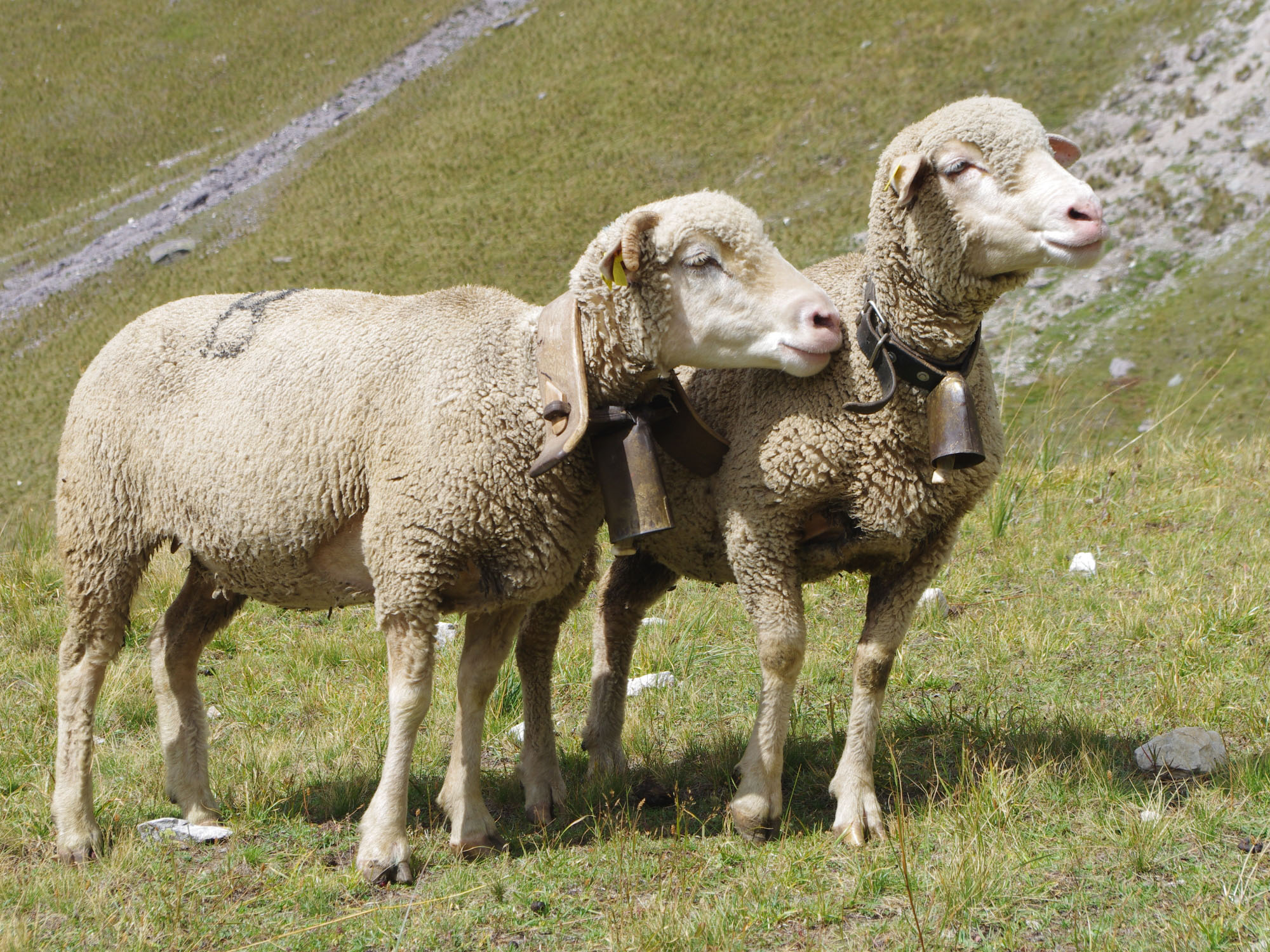 Deux moutons au pâturage.