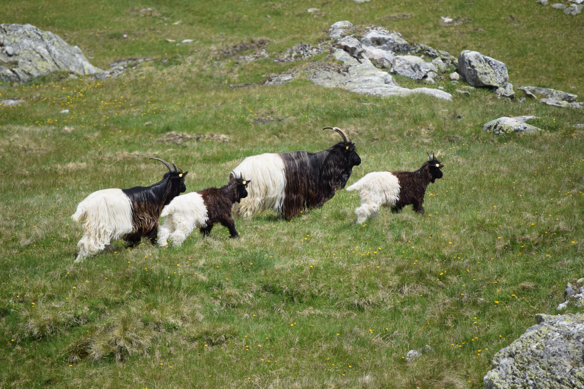 Races de chèvres suisses - Paysannes & paysans suisses