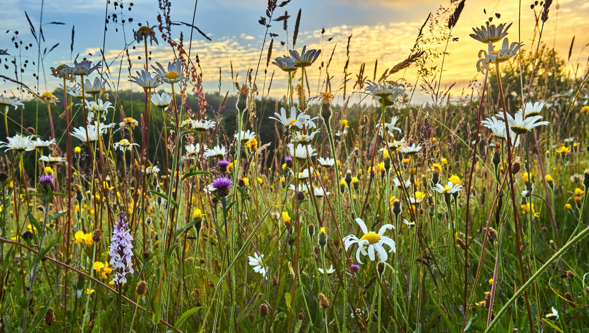 Une prairie avec différentes fleurs, à l'arrière-plan on voit le coucher de soleil.