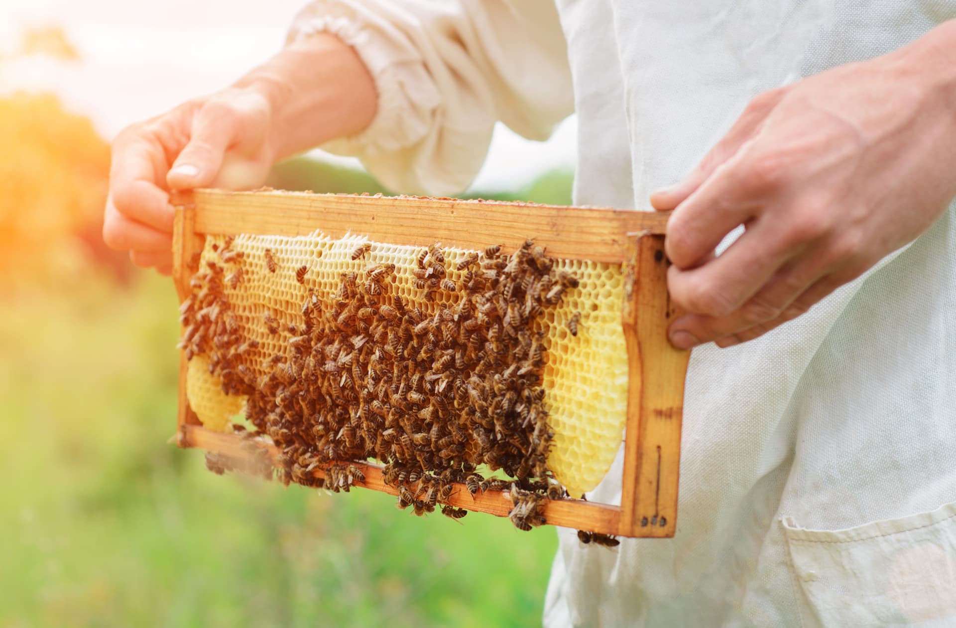 Un apiculteur tient un nid d'abeilles en l'air.