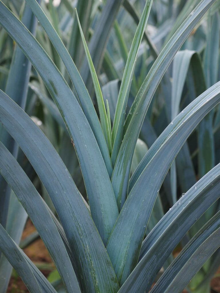 Poireau dans le champ, on ne voit que la partie supérieure.