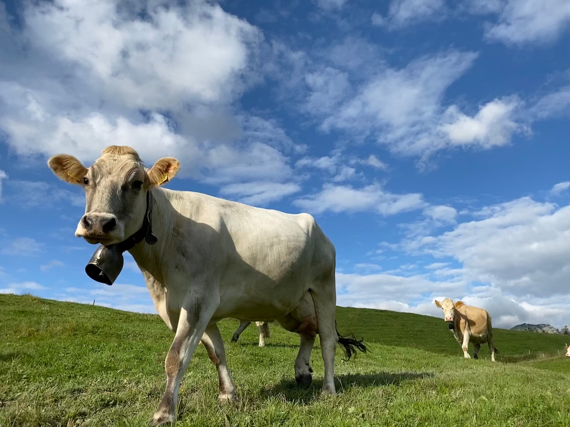 Les vaches courent dans les pâturages et portent une cloche autour du cou.