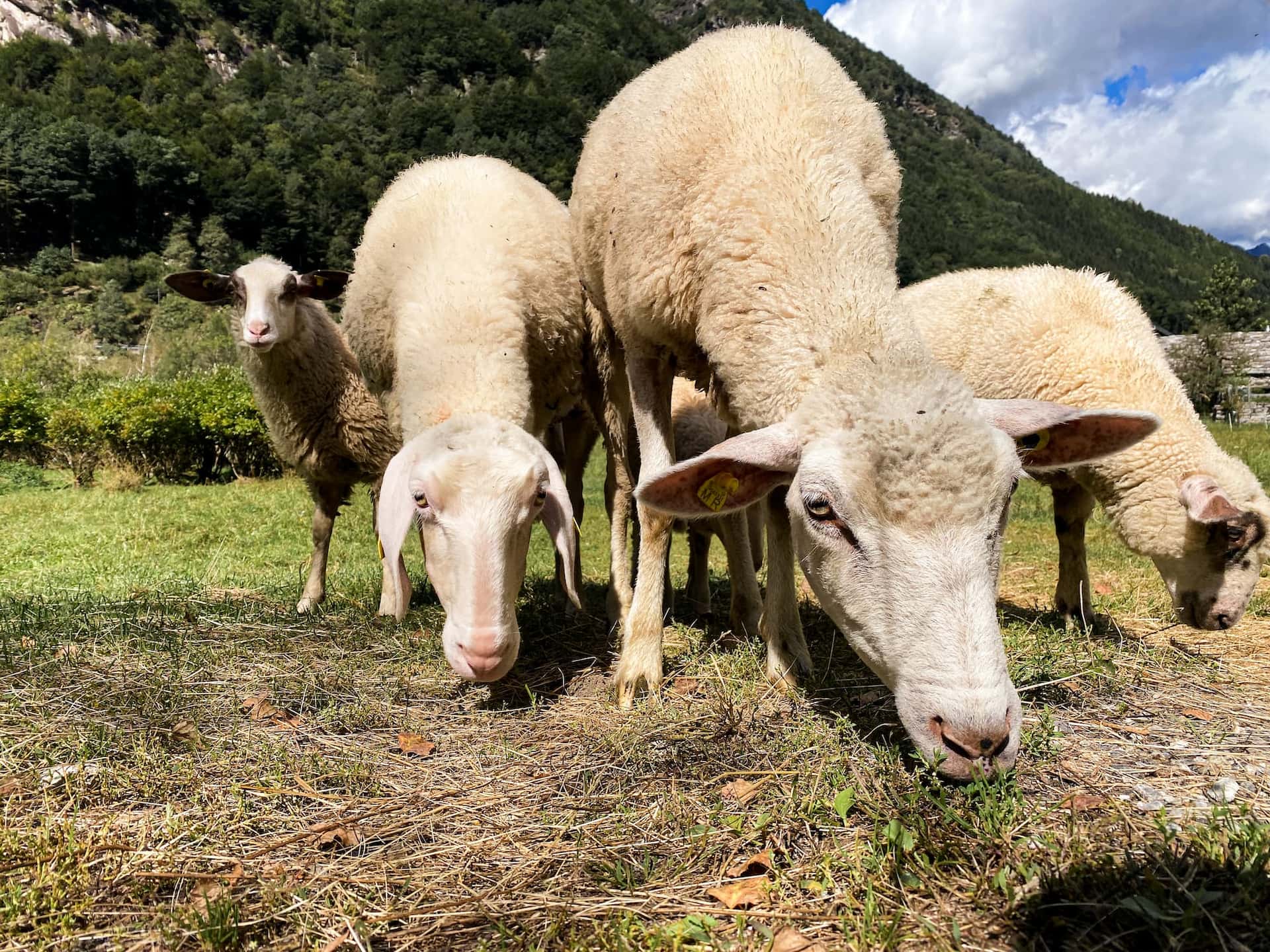 Moutons en train de paître.