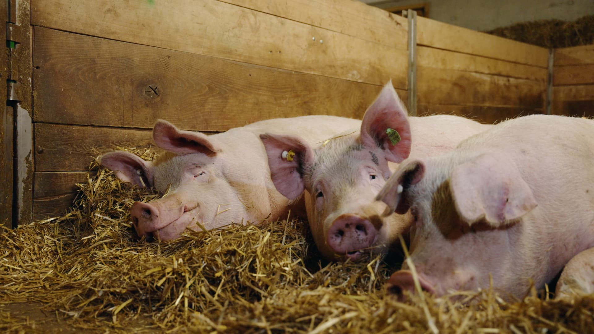 Trois cochons sont couchés dans la porcherie.
