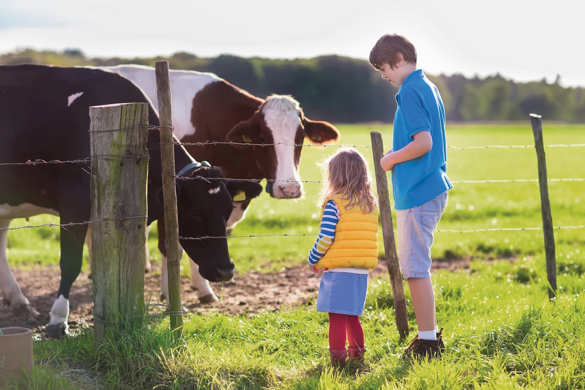 Une fille et un garçon se tiennent près de la clôture du pré, près de deux vaches.