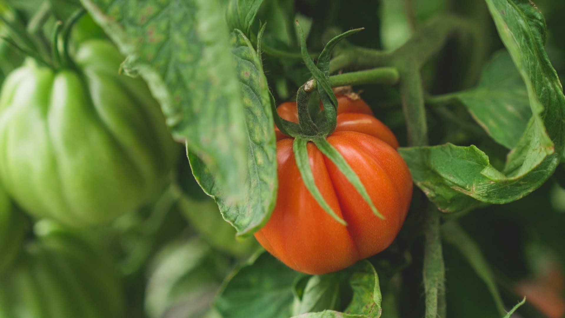 Eine reife und eine unreife Tomate an einem Strauch.