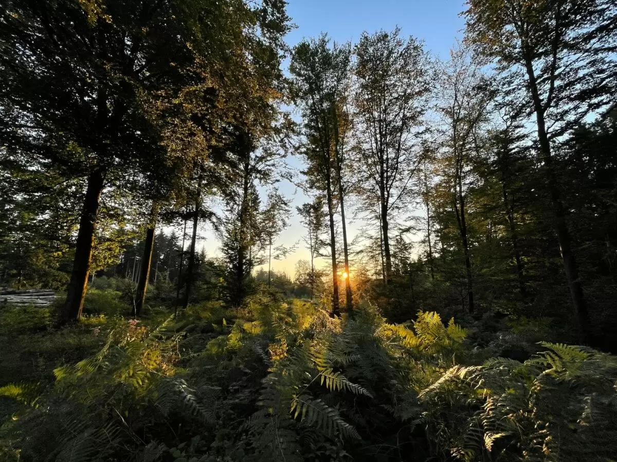 Des rayons de lumière entre les arbres, au milieu de la forêt.