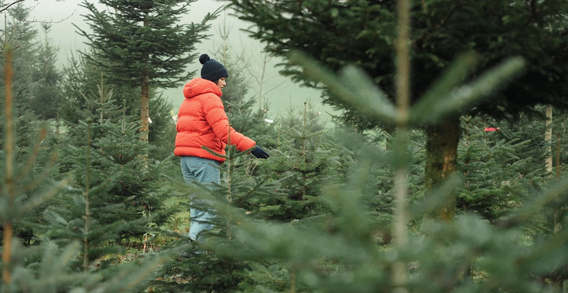 Une consommatrice qui choisit un sapin de Noël à la ferme.