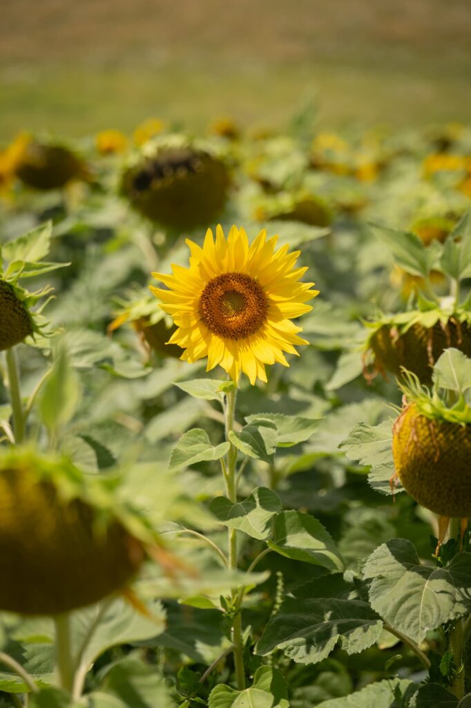 Un tournesol dans un champ.