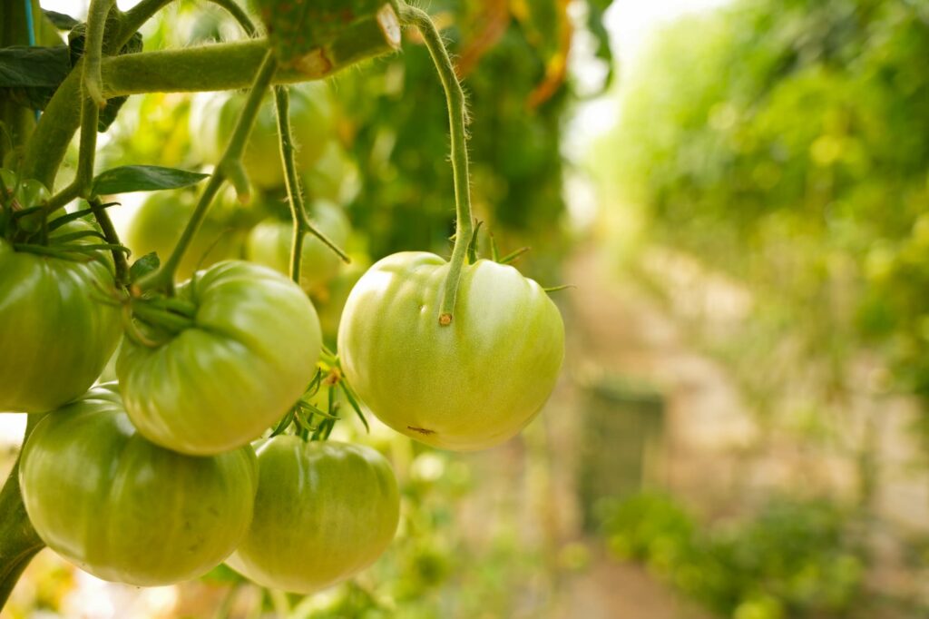 Tomates vertes, non mûres.