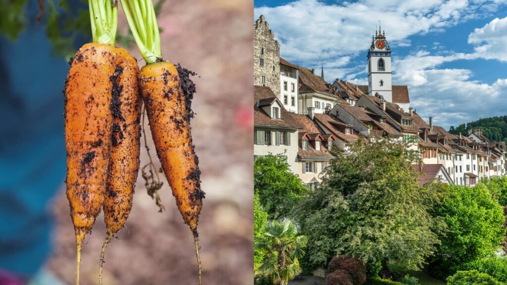 Sur l'image de la campagne principale, on voit à droite la ville d'Aarau et à gauche des carottes.