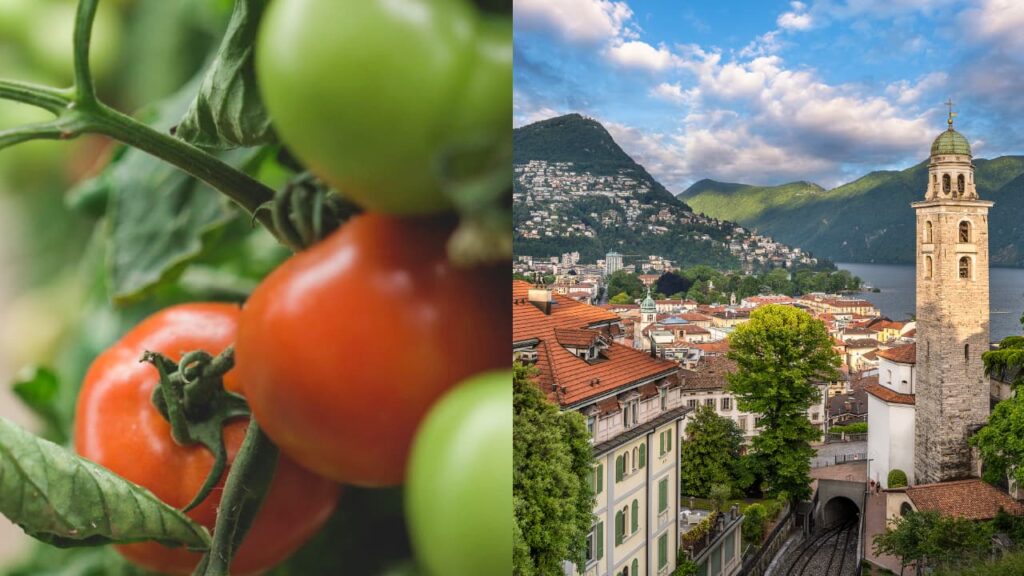 Sur l'image de la campagne principale, on voit à droite la ville de Lugano et à gauche des tomates.