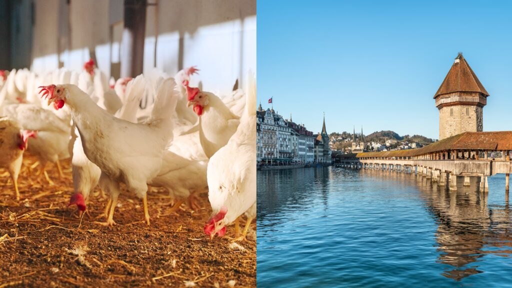 Sur l'image de la campagne principale, on voit la ville de Lucerne à droite et des poules dans un poulailler à gauche.