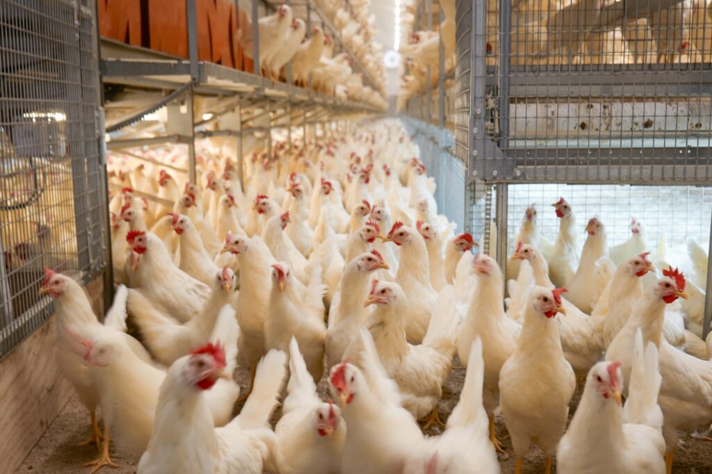 Beaucoup de poules blanches dans le poulailler.