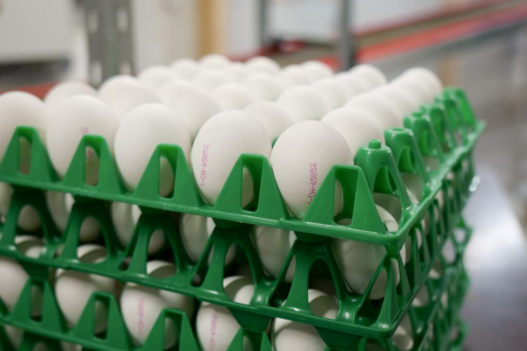 Des œufs blancs sur des palettes vertes.