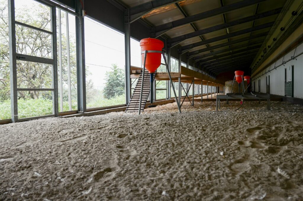 Le jardin d'hiver du poulailler.