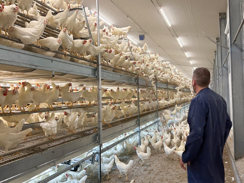 Joël, le paysan, dans le poulailler.