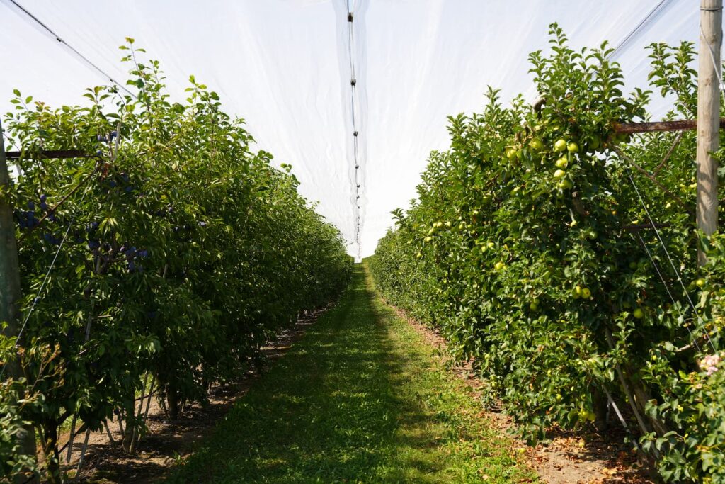 Un verger de pommiers.