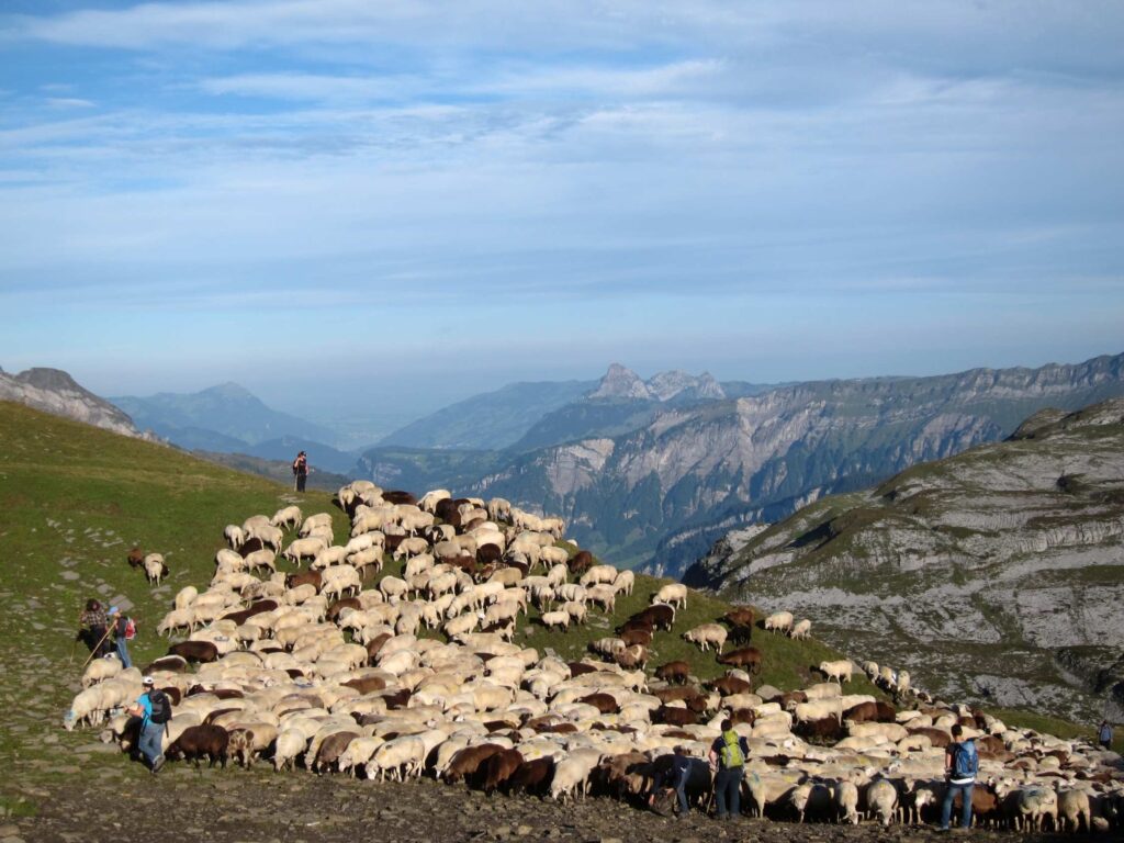 Moutons à l'alpage