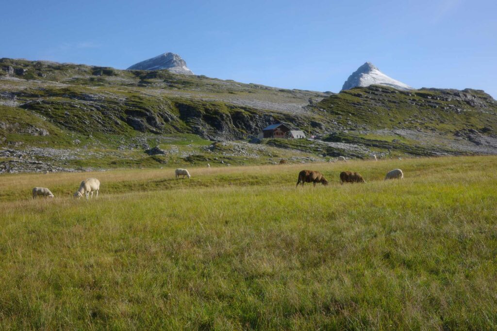 Moutons à l'alpage.