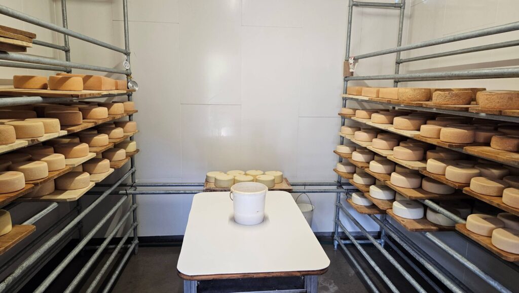 Production de fromage à partir du lait de brebis et de chèvres.