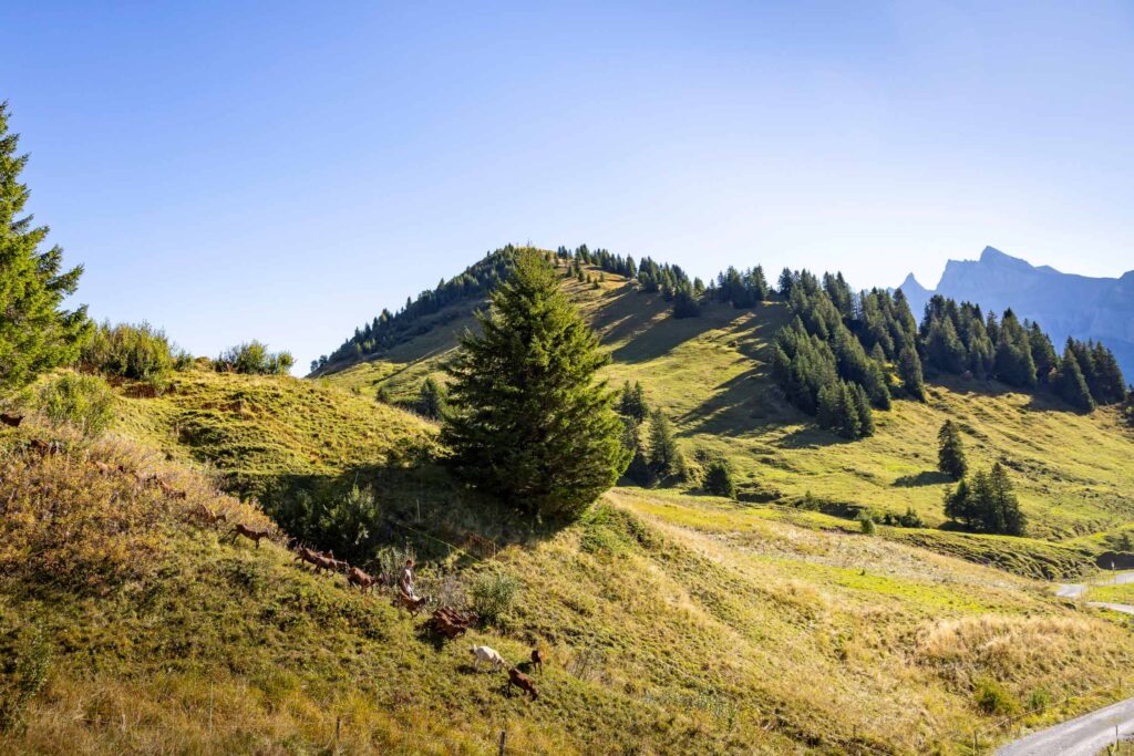 Troupeaux de chèvres à l'alpage Lapisa.