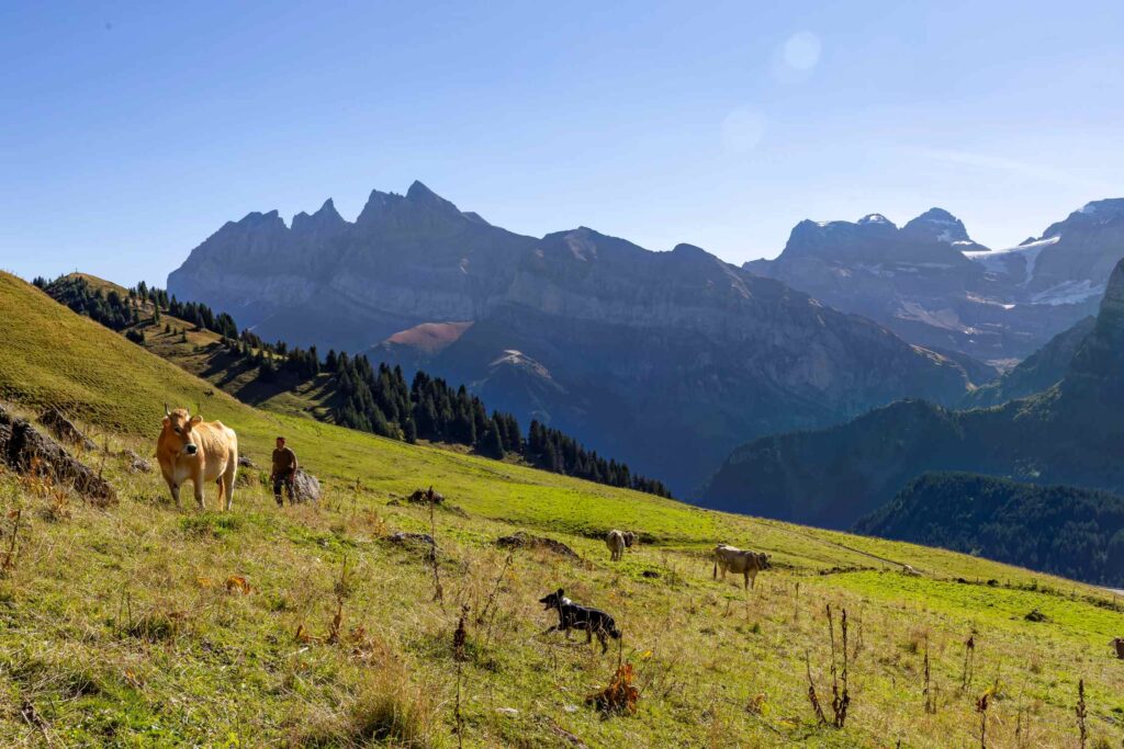 Hubert Marclay avec vaches et chien.