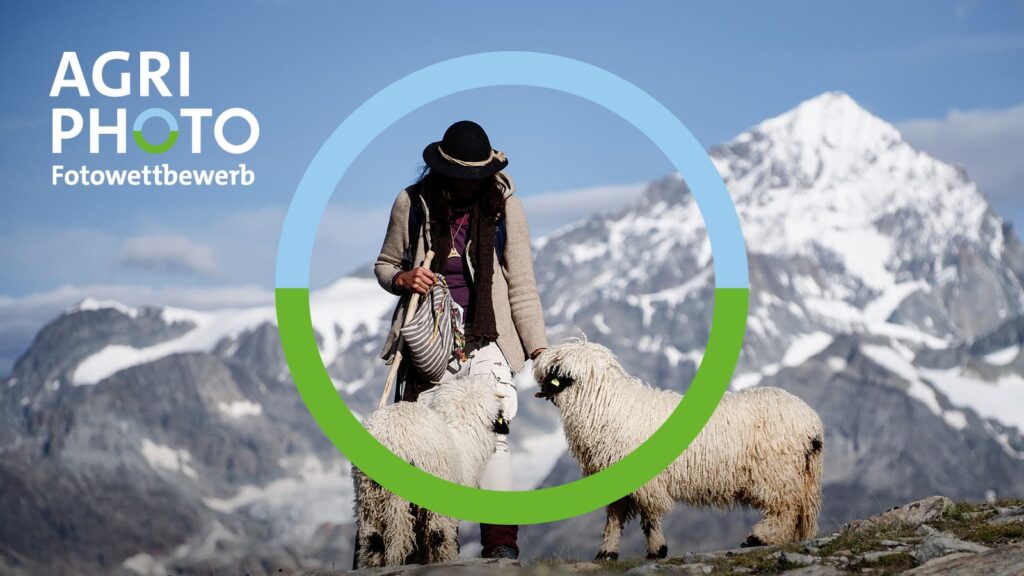 Une personne avec deux moutons, avec en arrière-plan des montagnes enneigées.