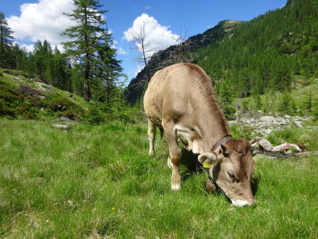 Vache dans un pré.