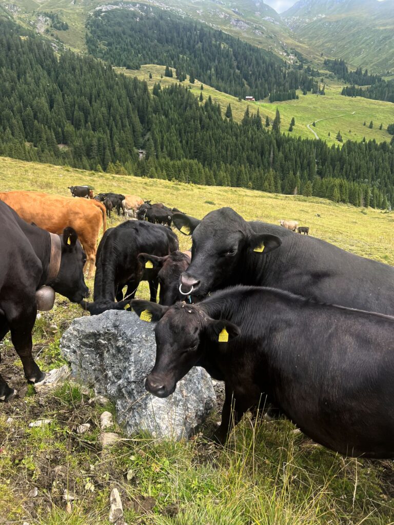Des bovins Angus au pâturage.