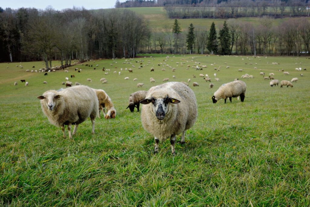 Des moutons au pâturage.