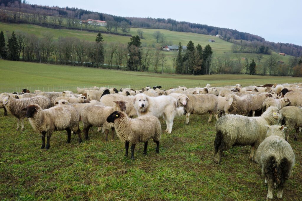 Chien de garde auprès des moutons.