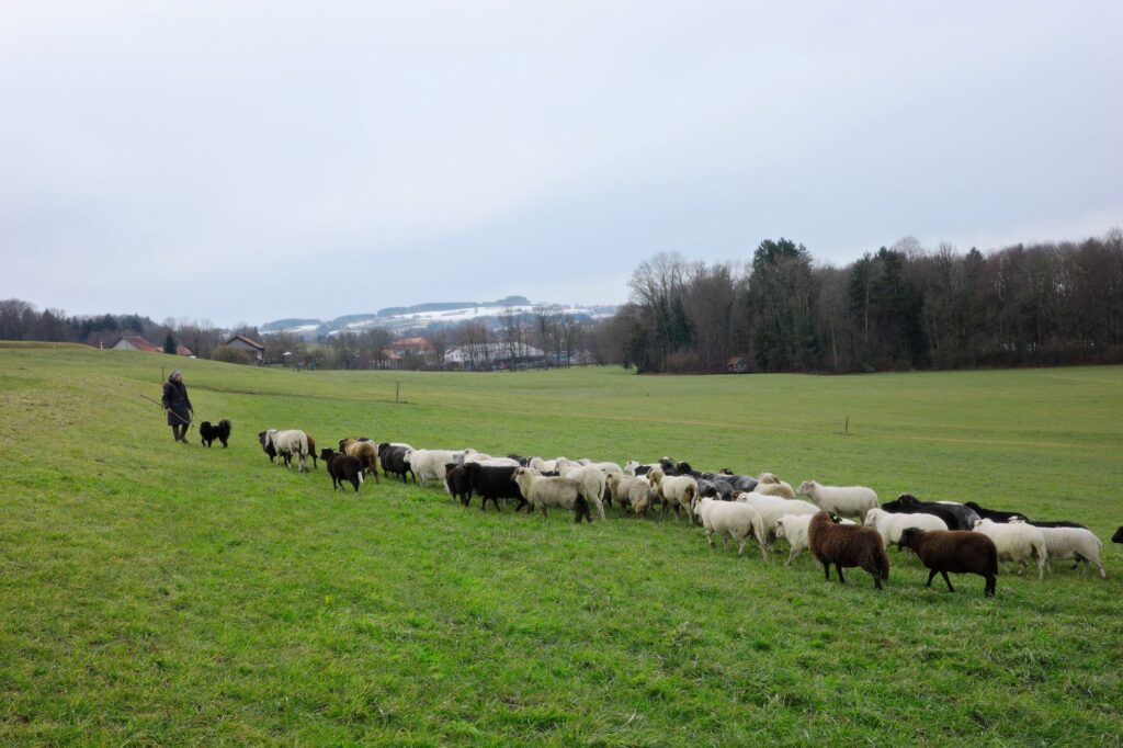 Sarah Müri auprès de son troupeau de moutons.