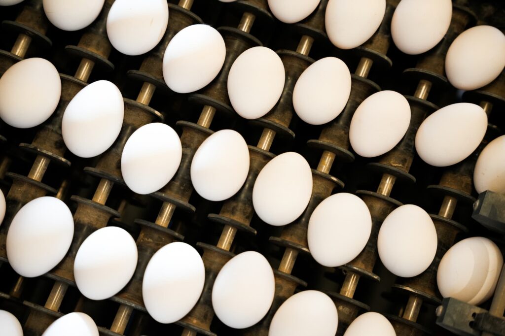 Beaucoup d'œufs blancs.
