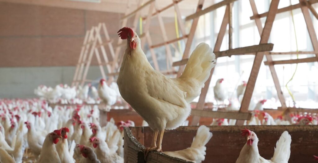 Une poule de la race Schweizerhuhn.