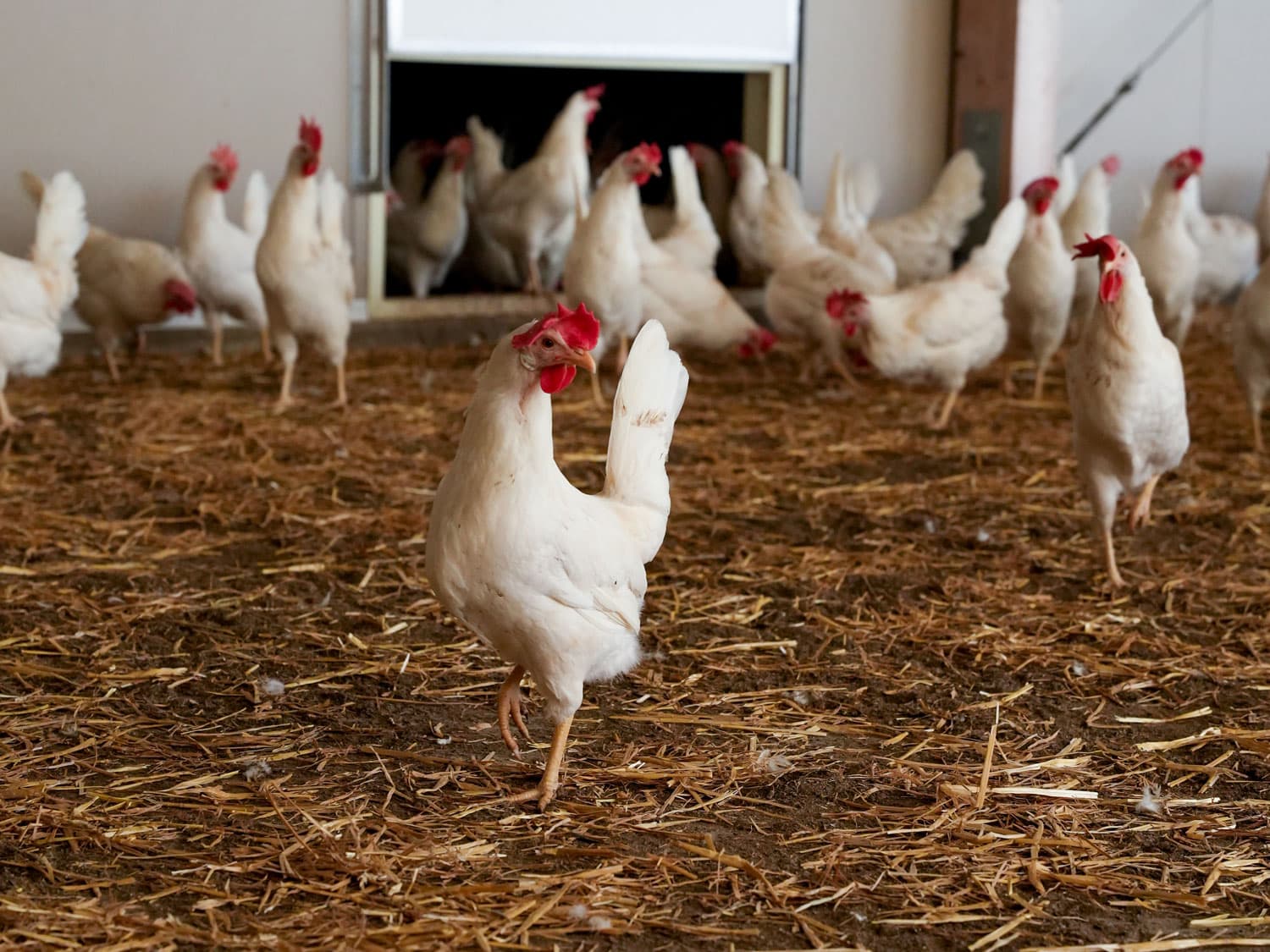 Des poules blanches dans le poulailler.